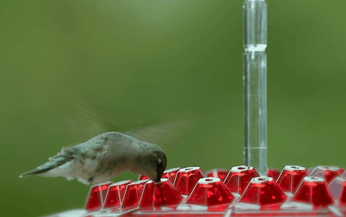 Cromos | Mangeoire à Colibris Anti-Fourmis avec Perchoir Suspendu