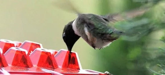 Cromos | Mangeoire à Colibris Anti-Fourmis avec Perchoir Suspendu