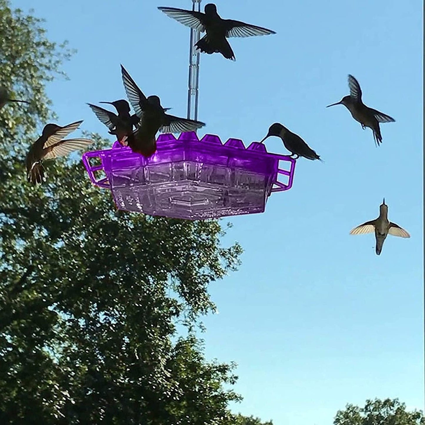 Cromos | Mangeoire à Colibris Anti-Fourmis avec Perchoir Suspendu