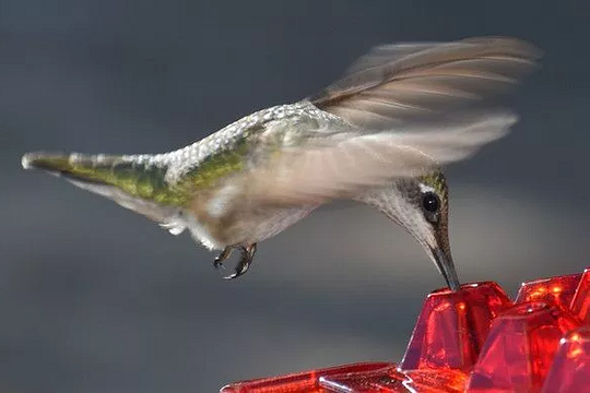 Cromos | Mangeoire à Colibris Anti-Fourmis avec Perchoir Suspendu
